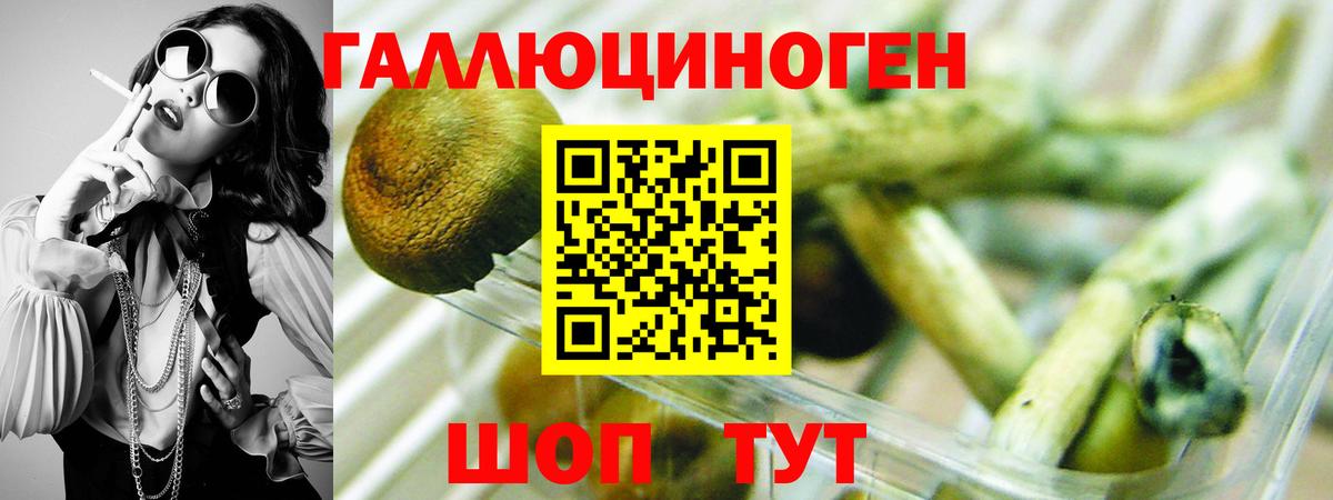 Псилоцибиновые грибы Psilocybe  Вход с VPN  Топки 